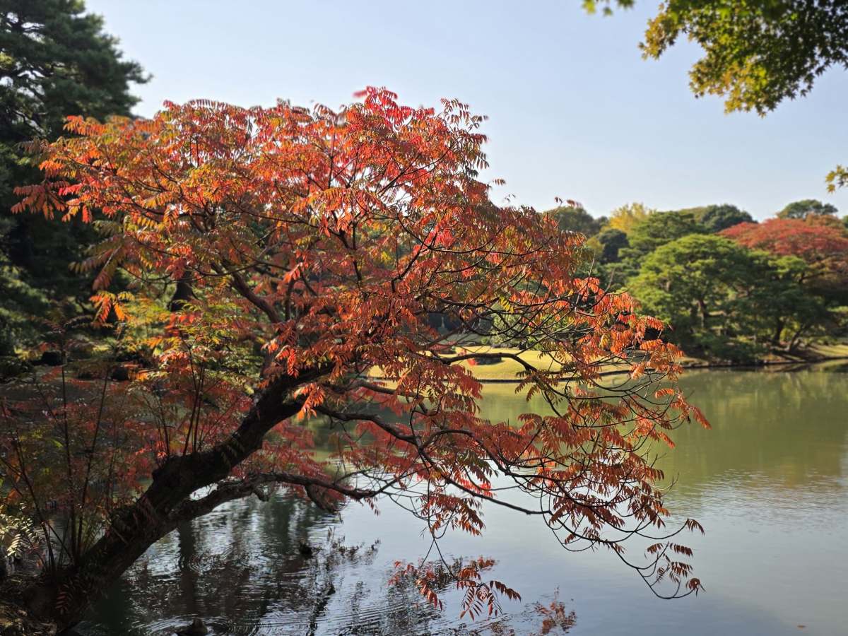 A Day in Tokyo: Gardens, Shrines, and the&nbsp;Skytree